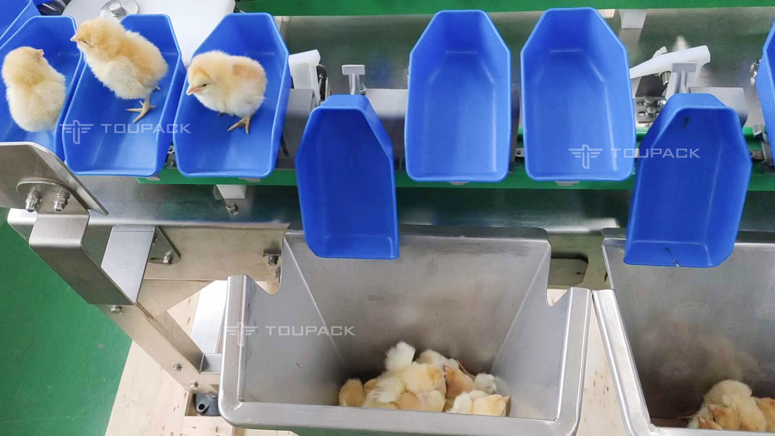 Custom Scallop Abalone Chicken Weight Sorting Machine Automatic Fruit Dates Grading Machine