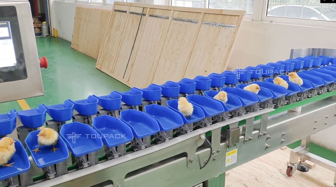 Custom Scallop Abalone Chicken Weight Sorting Machine Automatic Fruit Dates Grading Machine