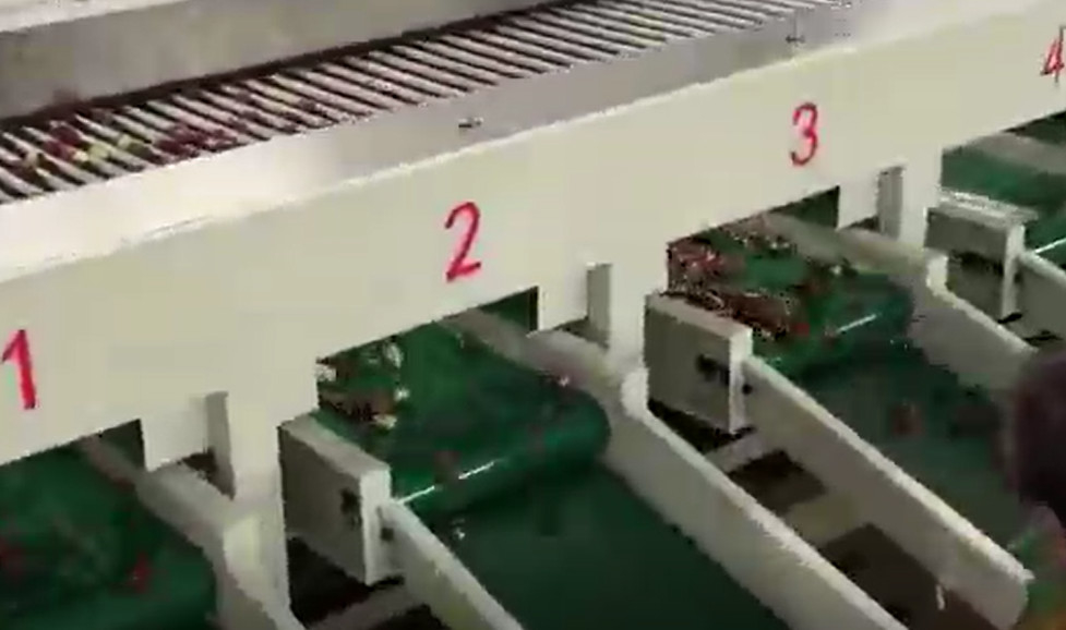 Carbon Steel 220V Jujubes Sorting Machine Sorting Production Line