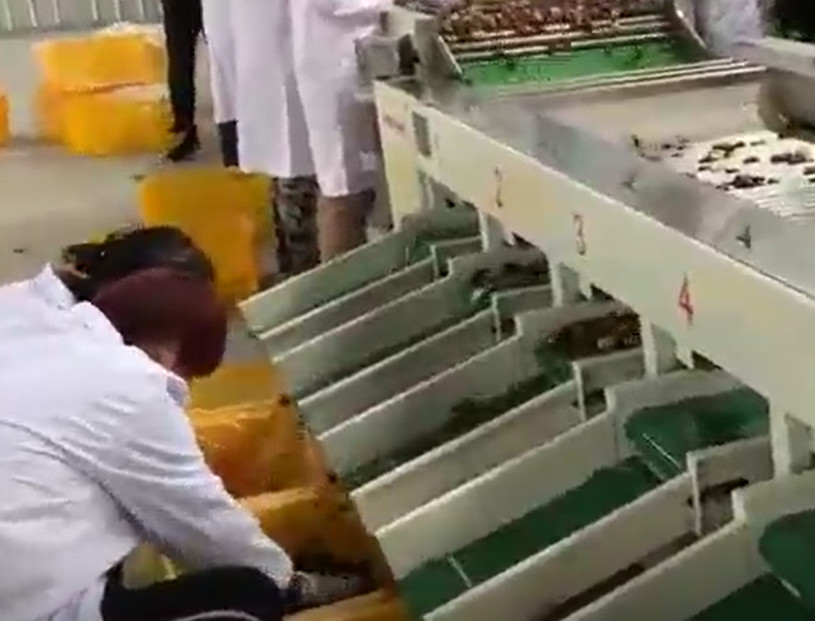 Carbon Steel 220V Jujubes Sorting Machine Sorting Production Line
