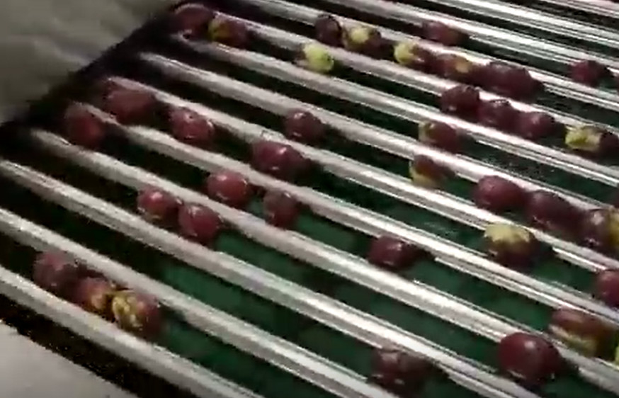 Carbon Steel 220V Jujubes Sorting Machine Sorting Production Line