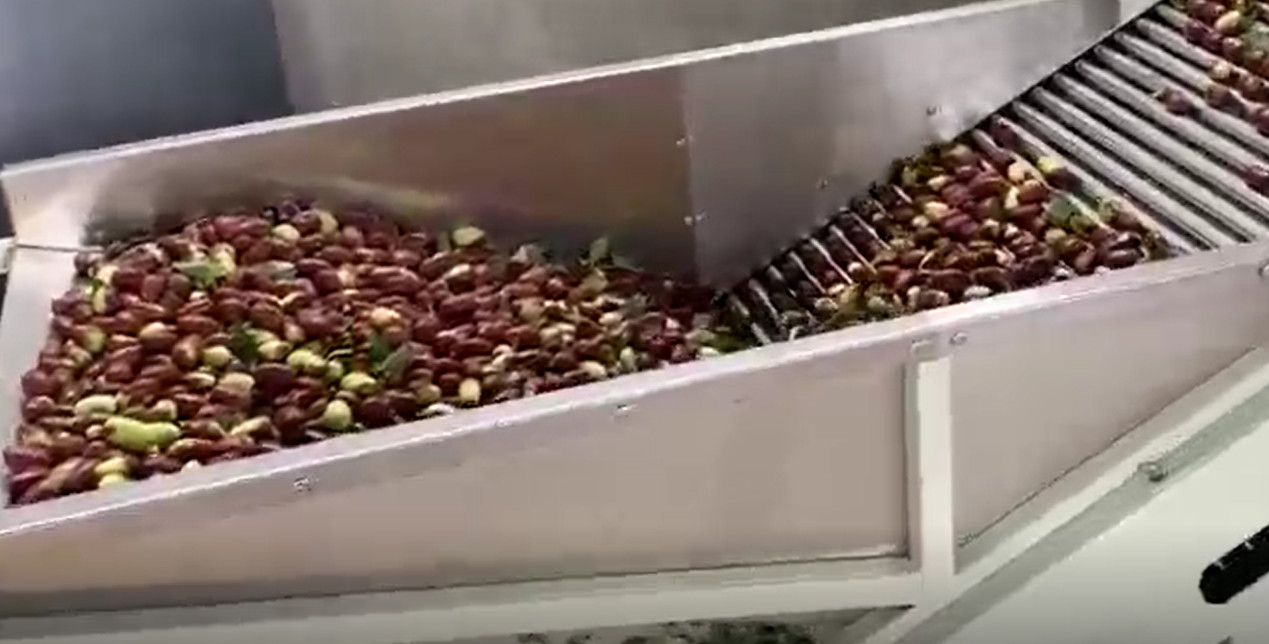 Carbon Steel 220V Jujubes Sorting Machine Production Line