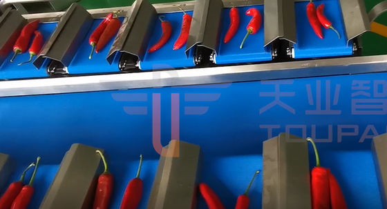 CE Approve Multi Head Conveyor Belt Weigher For Cucumber Pepper