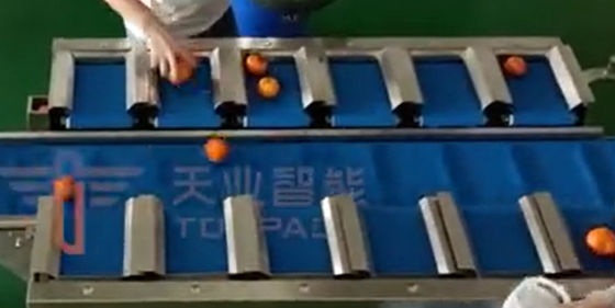 PLC Multihead Weigher Packing Machine Speed Belt Scale For Fresh Orange